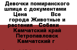 Девочки помиранского шпица с документами › Цена ­ 23 000 - Все города Животные и растения » Собаки   . Камчатский край,Петропавловск-Камчатский г.